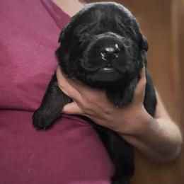 Green collar - Black and tan male German Shepherd puppy in Worthington, Indiana from Aus Gerstbrei German Shepherds