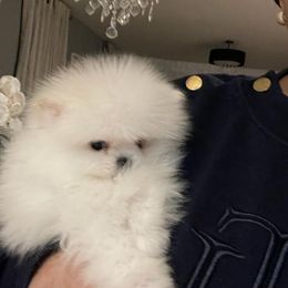 Pomeranian Puppies from POMERLAND exotic Pomeranians of Orlando
