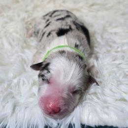 Nox - Blue merle female Border Collie puppy in Chicora, Pennsylvania from Riverwood