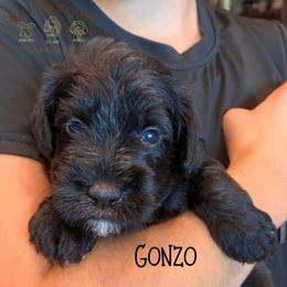 Gonzo - Black male Schnoodle puppy in Sedalia, Missouri from Farmer Brown's Puppies