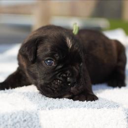 Vito - Brindle male Boxer puppy in Warsaw, New York from Hillview Kennels