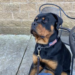 Rottweiler All Grown Up from Muletown Rotties
