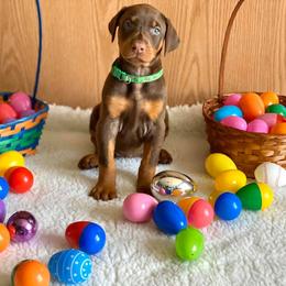 Doberman Pinscher Puppies from Jensen Dobermans