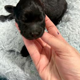 Nitro - Black male Toy Australian Shepherd puppy in Science Hill, Kentucky from Southern Paws Kennels