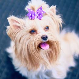Tina - Biewer Terrier