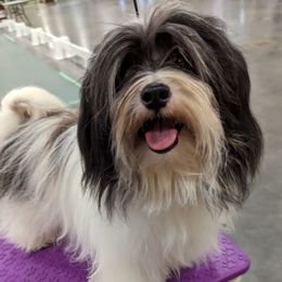 Toni - Havanese