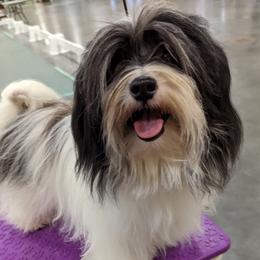 Toni - Havanese