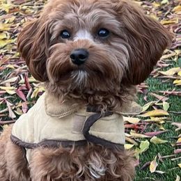 Cavapoo and Poodle All Grown Up from Mckendra's Legacy