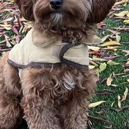 Cavapoo and Poodle All Grown Up from Mckendra's Legacy