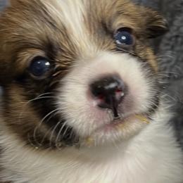 BB Boy 3 - White and red male Pembroke Welsh Corgi puppy in Dickinson, Texas from Gulf Coast Corgis