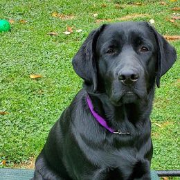Labrador Retrievers from Starlight Buckeye Labs