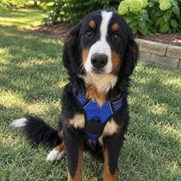 Charlie - Black rust and white male Bernese Mountain Dog puppy in Union Grove, North Carolina from Grove Farm