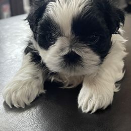 Shih Tzu Puppies from Crystal's Shih Tzus
