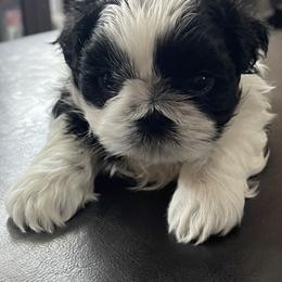 Shih Tzu Puppies from Crystal's Shih Tzus