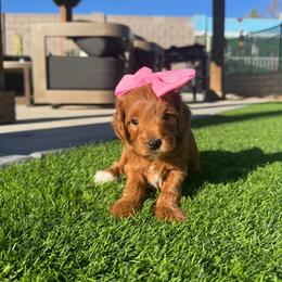 Boo - Red  female Goldendoodle puppy in Phoenix, Arizona from Amore Doodles & Poodles