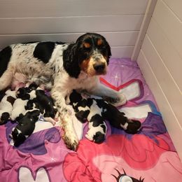 Shandy - English Springer Spaniel