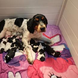 Shandy - English Springer Spaniel