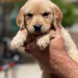 Girl 2 Lt.  Blue collar - Golden female Golden Retriever puppy in Yucaipa, California from Blessed Goldens