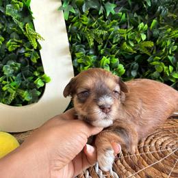 Moses - Wheaten male Miniature Schnauzer puppy in Hemet, California from Journee Home Mini Schnauzers