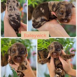 Baileywick - Merle male Goldendoodle puppy in Decatur, Tennessee from Diamond's Doodles