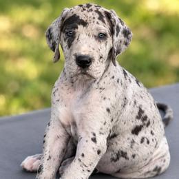 Pepper - Merle female Great Dane puppy in Ottumwa, Iowa from Robin's Great Danes