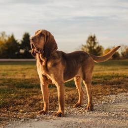 Mox - Bloodhound