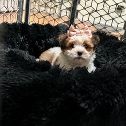 Chloe - Gold and white female Shih Tzu puppy in Richland, Washington from Northwest Paws