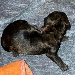 Pink collar - Brindle female Dachshund puppy in Saint Albans, Maine from Australian Cattle Cuties and littles