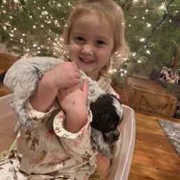 Wirehaired Pointing Griffon Puppies from Anyan Lodge Pups
