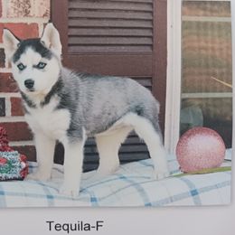 Tequila - Siberian Husky puppy in Coatesville, Pennsylvania from Amore Puppies