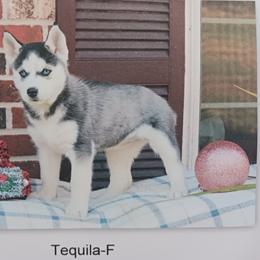 Tequila - Siberian Husky puppy in Coatesville, Pennsylvania from Amore Puppies