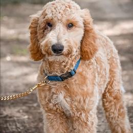 Cricket - Apricot male Goldendoodle puppy in Seffner, Florida from Gold Diamond Pup