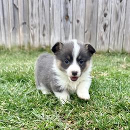 Snowy Owl - Black and tan female Pembroke Welsh Corgi puppy in Ashland, Ohio from SS Australian Shepherds