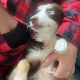 Rebel - Miniature Australian Shepherd