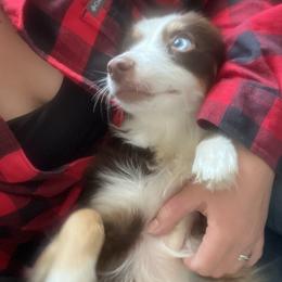 Rebel - Miniature Australian Shepherd