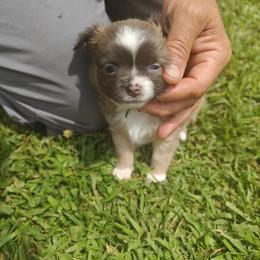 Rizza - Blue and white male Chihuahua puppy in Gray, Louisiana from Chi Chi's Place LLC