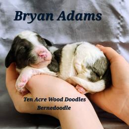 Bryan Adams - Merle male Bernedoodle puppy in Pollock Pines, California from Ten Acre Wood Doodles