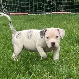 American Bully Puppies from King Bane's Bullies