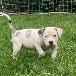 American Bully Puppies from King Bane's Bullies