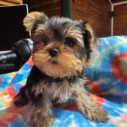 Ellie - Black and tan female Yorkshire Terrier puppy in Dexter City, Ohio from Harriman's Yorkshire Terriers