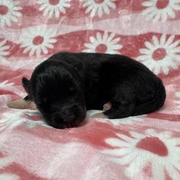 AKC Raven - Agouti and white female Siberian Husky puppy in Centreville, Maryland from Huskies By the Bay
