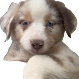 Ophelia - reserved - Red merle female Australian Shepherd puppy in Plant City, Florida from G2K9’s