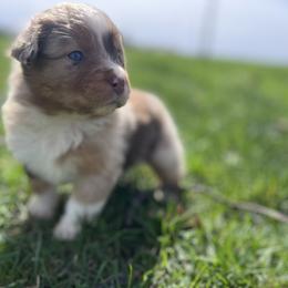 Baja Blast - Red merle female Miniature Australian Shepherd puppy in Bethany, Illinois from Rachel at Marrowbone Creek Aussies