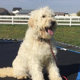 Leia - Goldendoodle