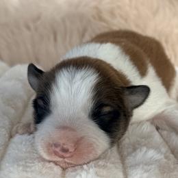 LATTE - Sable male Border Collie puppy in Conroe, Texas from Aloha Border Collies