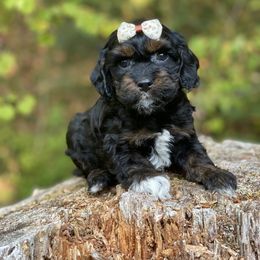 Cavapoo and Cockapoo Puppies from Heavenly puppies to love
