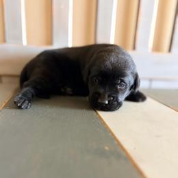 Marshmallow - Black male Labrador Retriever puppy in Richfield, Utah from Stormy River Retrievers