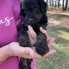 Sky blue collar - Goldendoodle puppy in Eustace, Texas from Oh Doodles