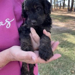 Sky blue collar - Goldendoodle puppy in Eustace, Texas from Oh Doodles