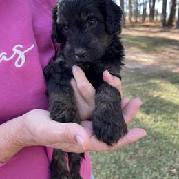 Sky blue collar - Goldendoodle puppy in Eustace, Texas from Oh Doodles